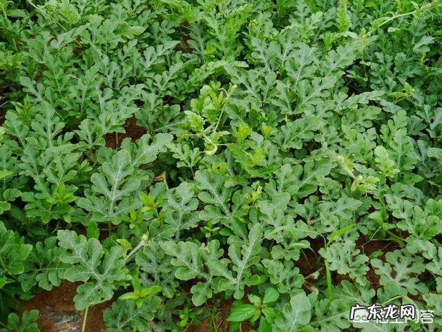 露地西瓜栽培需要注意哪些事项?