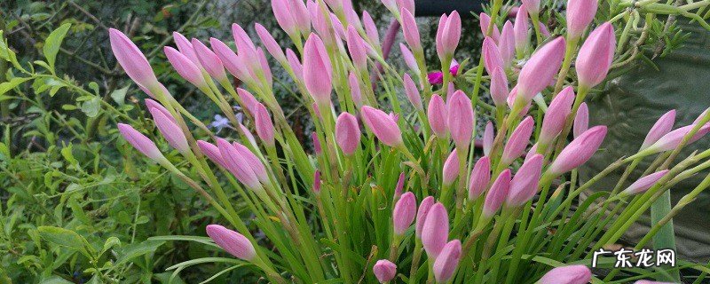 春雨兰的养殖方法和注意事项