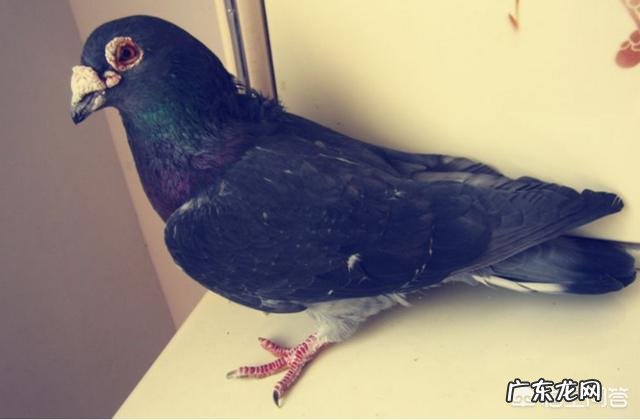 鸽子汤和猴头菇炖汤是怎么炖的?