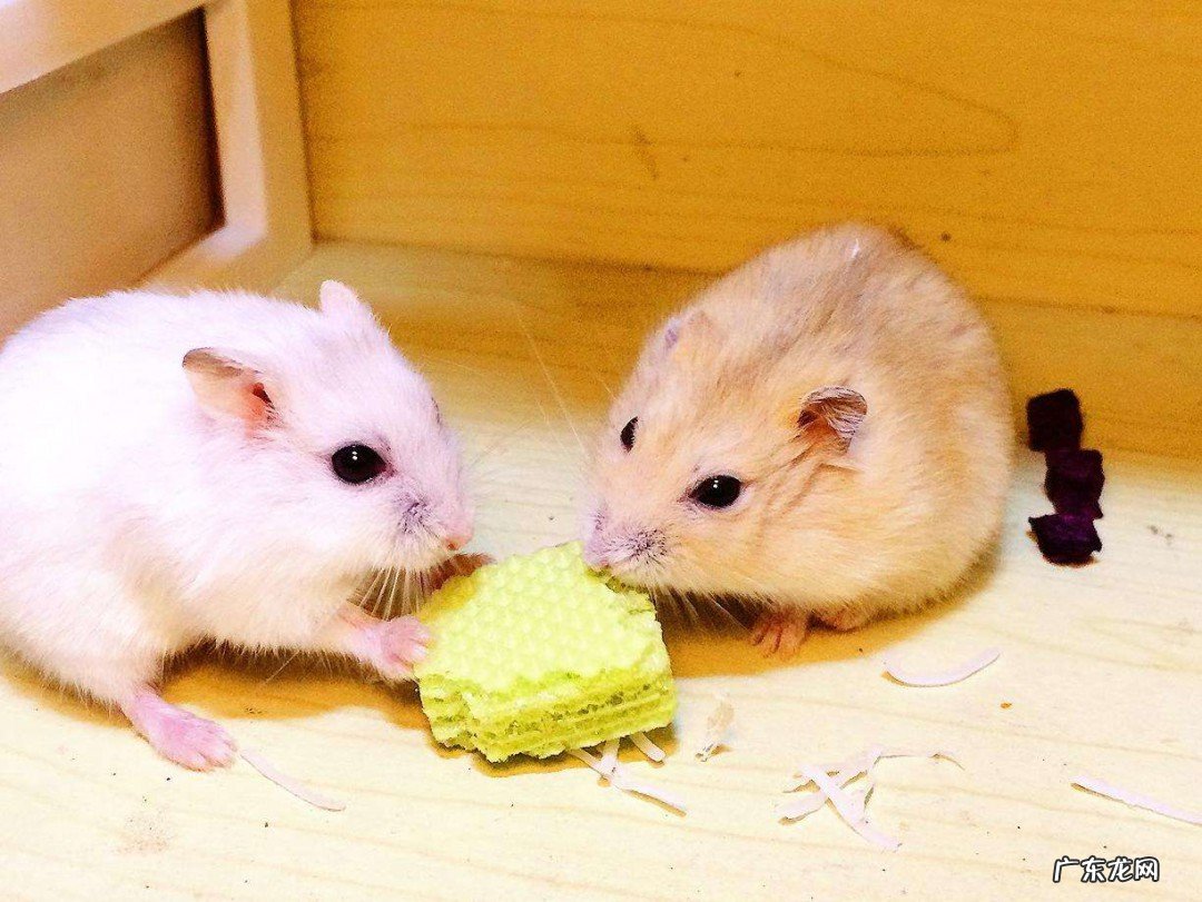 仓鼠怎么养才不臭