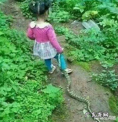 有人吃过蛇肉吗?