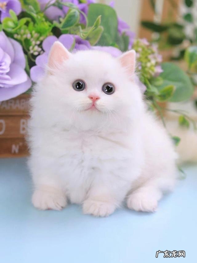 2020网络语言流行语大全