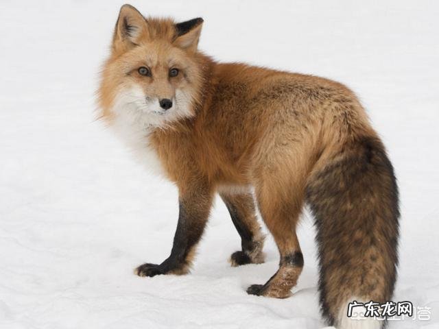 宠物狐狸吃什么臭不臭好不好养