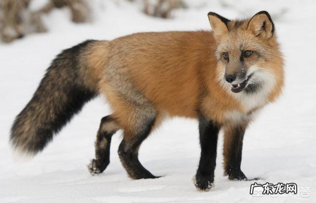 宠物狐狸吃什么臭不臭好不好养