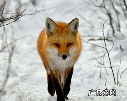 宠物狐狸吃什么臭不臭好不好养