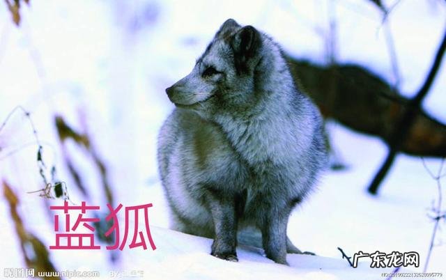 宠物狐狸吃什么臭不臭好不好养