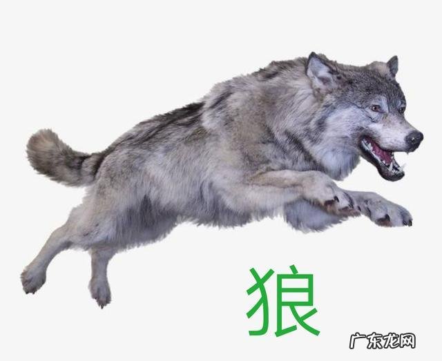 宠物狐狸吃什么臭不臭好不好养