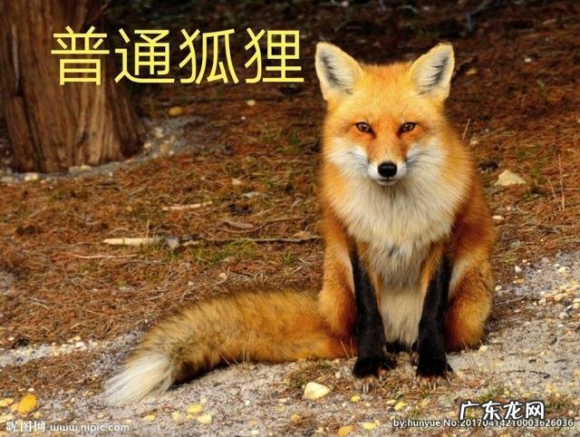 宠物狐狸吃什么臭不臭好不好养