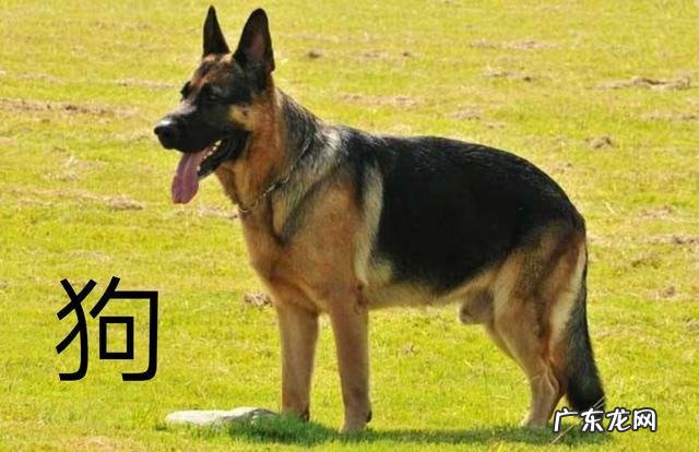 宠物狐狸吃什么臭不臭好不好养