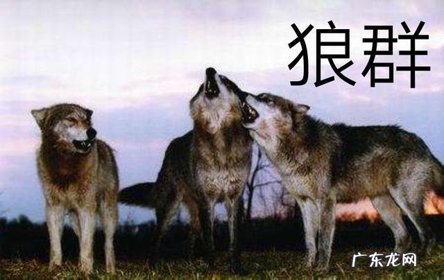 宠物狐狸吃什么臭不臭好不好养