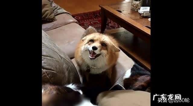 宠物狐狸吃什么臭不臭好不好养
