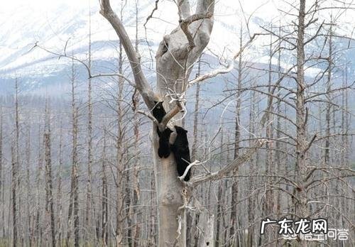 熊这种动物有多可怕?