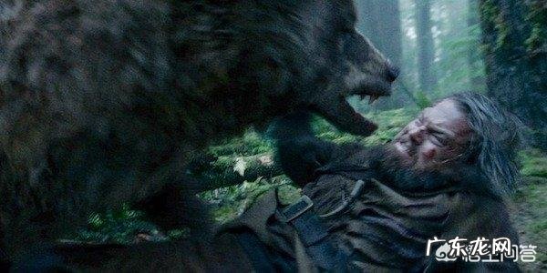 熊这种动物有多可怕?