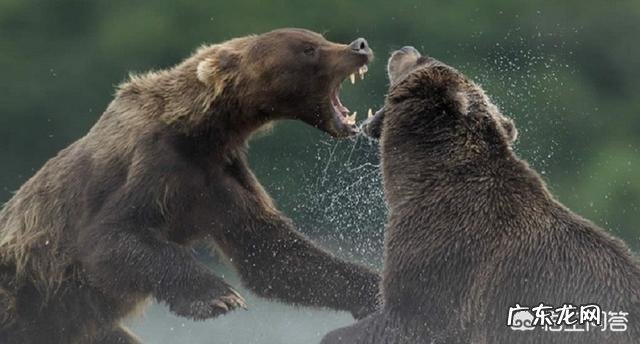 熊这种动物有多可怕?
