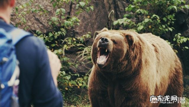 熊这种动物有多可怕?