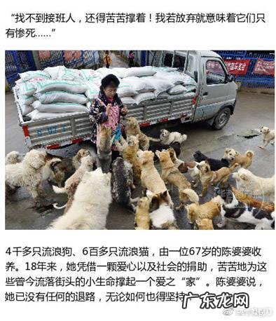 怎么看待甘肃女教师卖房产养240条流浪狗一事?