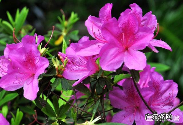 盆栽的杜鹃花，夏季养护需要注意哪些问题？