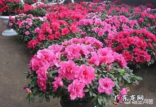 盆栽的杜鹃花，夏季养护需要注意哪些问题？