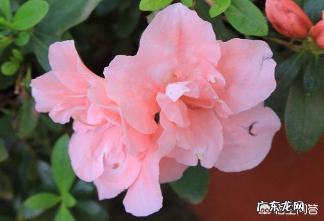 盆栽的杜鹃花，夏季养护需要注意哪些问题？