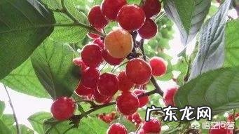 如何评价郑州美食？