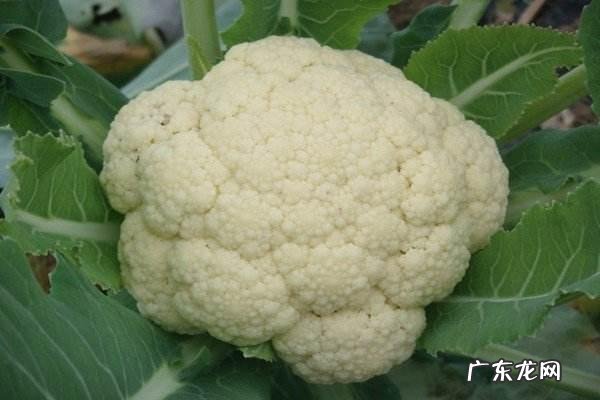 菜花的营养价值有多高？