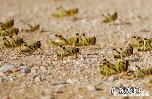 有哪些能吃但却在中国物种泛滥的动物