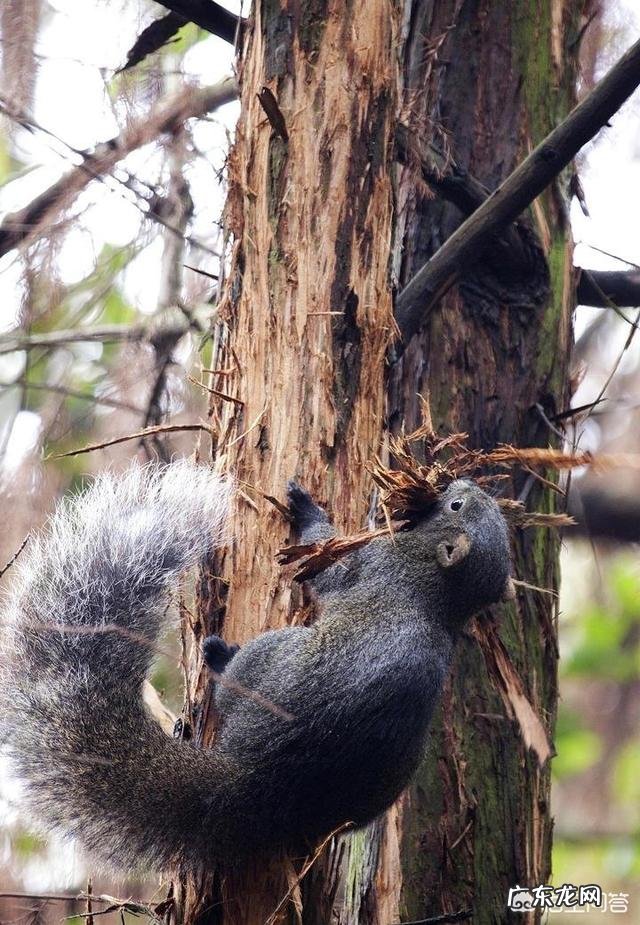 有哪些能吃但却在中国物种泛滥的动物