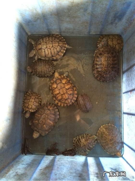 有哪些能吃但却在中国物种泛滥的动物