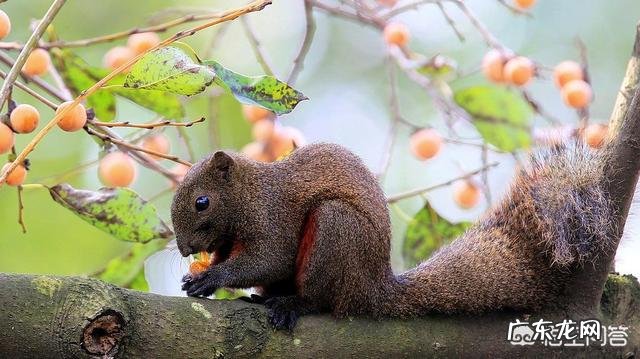 有哪些能吃但却在中国物种泛滥的动物