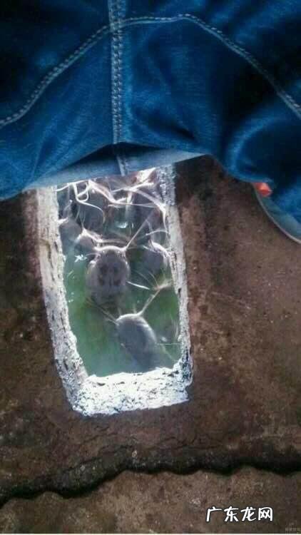 你死也不会吃的东西是什么