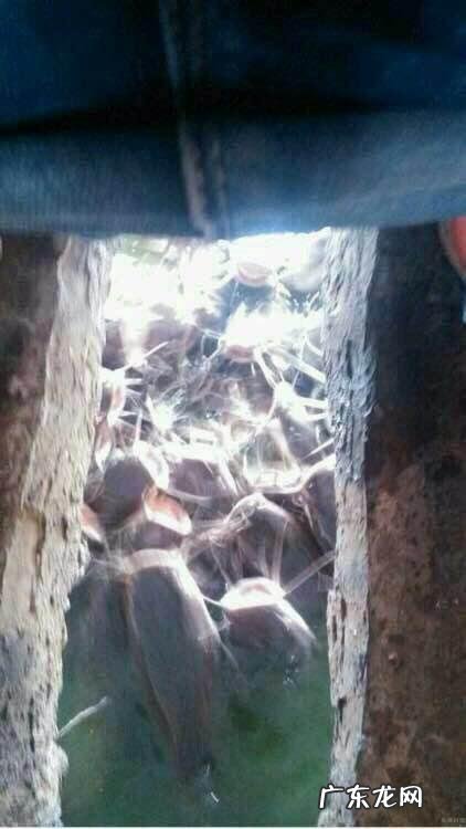 你死也不会吃的东西是什么