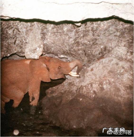 人为什么不能不吃盐，其他动物为什么不吃盐还很健康，吃盐是人类与生俱来的缺陷吗？