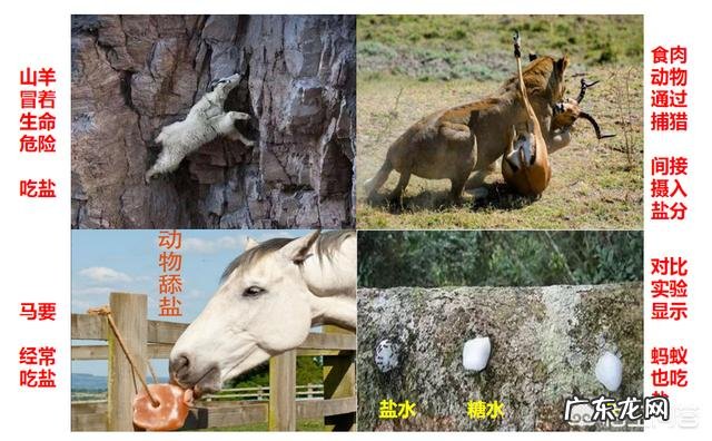 人为什么不能不吃盐,其他动物为什么不吃盐还很健康,吃盐是人类与生俱来的缺陷吗?