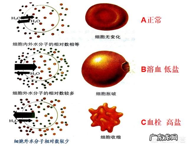 人为什么不能不吃盐,其他动物为什么不吃盐还很健康,吃盐是人类与生俱来的缺陷吗?