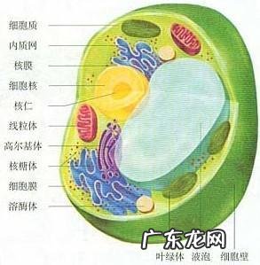 人为什么不能不吃盐,其他动物为什么不吃盐还很健康,吃盐是人类与生俱来的缺陷吗?