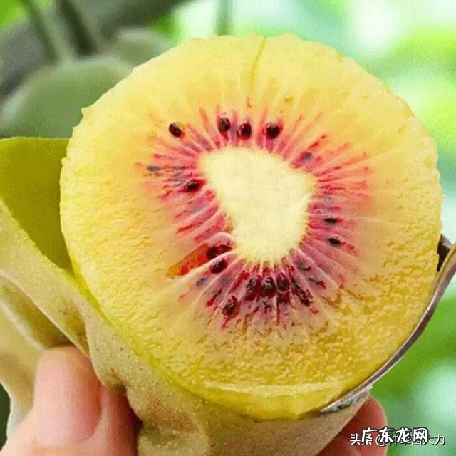 奇异果和猕猴桃怎么区别?