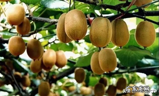 奇异果和猕猴桃怎么区别?