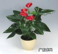 红掌盆栽养殖得怎么养护？