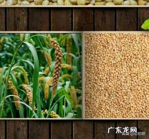 牡丹鹦鹉喜只吃小米怎么办