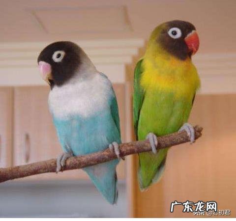 牡丹鹦鹉喜只吃小米怎么办