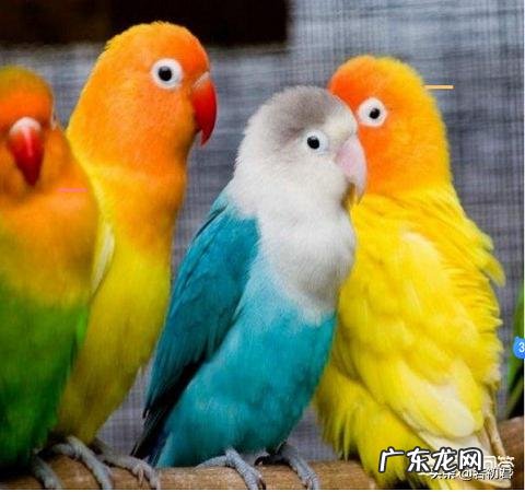 牡丹鹦鹉喜只吃小米怎么办