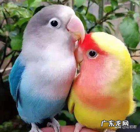 牡丹鹦鹉喜只吃小米怎么办