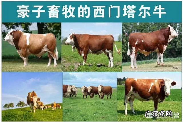 什么牛奶对人体最好?