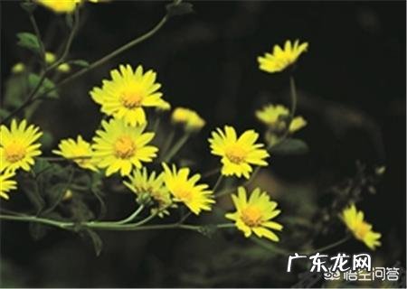 野菊花茶和菊花茶有什么区别?