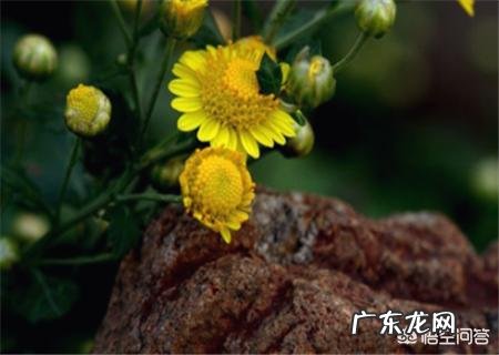 野菊花茶和菊花茶有什么区别?