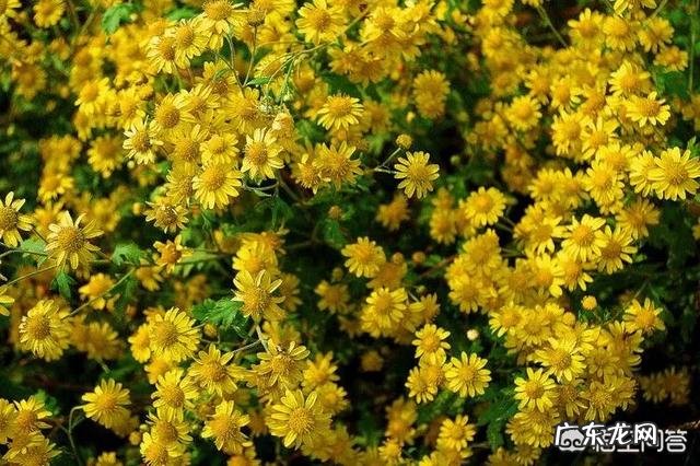 野菊花茶和菊花茶有什么区别?