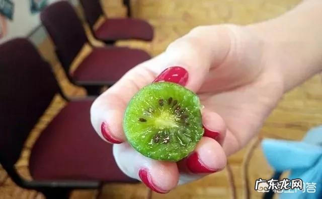 奇异果和猕猴桃是同一种水果吗?如果不是,两者又有何区别?