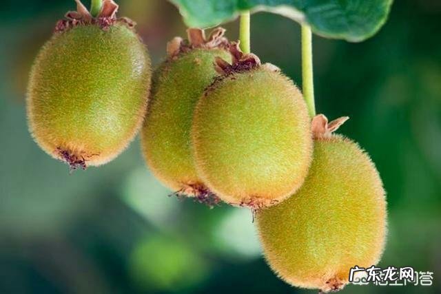 奇异果和猕猴桃是同一种水果吗?如果不是,两者又有何区别?