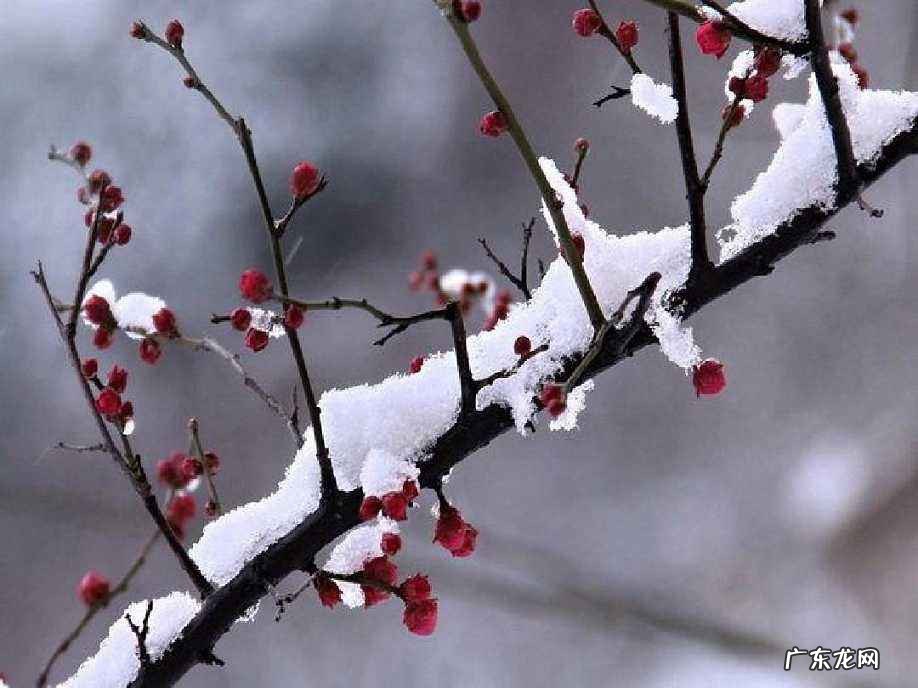 梅花的三个特点是什么