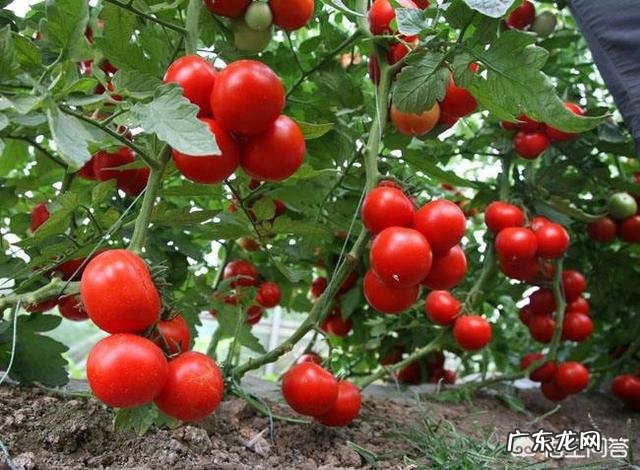 种植圣女果的方法与种西红柿一样吗?